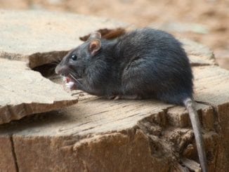How to protect yourself from Hantavirus
