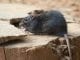 How to protect yourself from Hantavirus