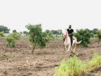 Ravindra Jadeja Shares Horse Riding Video