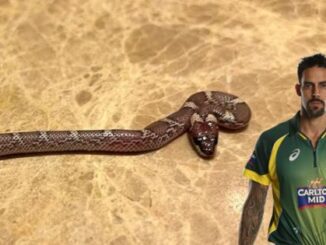 Mitchell Johnson Finds Snake in Lucknow Hotel Room