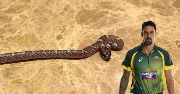 Mitchell Johnson Finds Snake in Lucknow Hotel Room