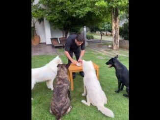WATCH: MS Dhoni Cuts Birthday Cake With His Pets